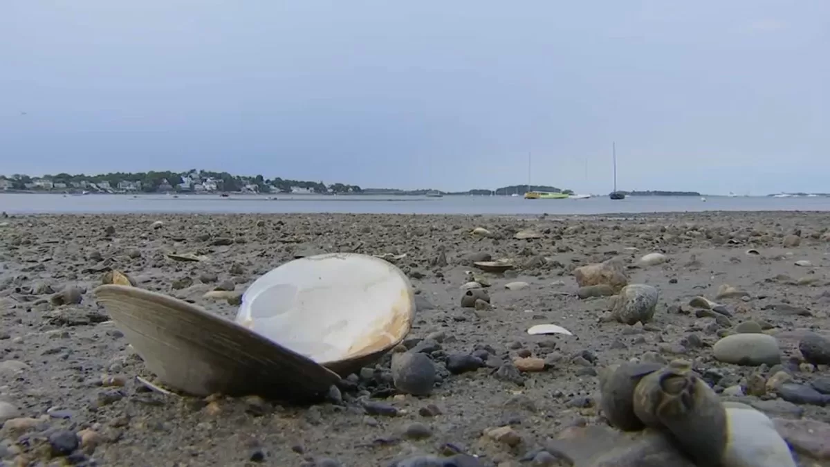 They launch an interactive panel with a record of beaches closed due to high levels of bacteria in Mass.
