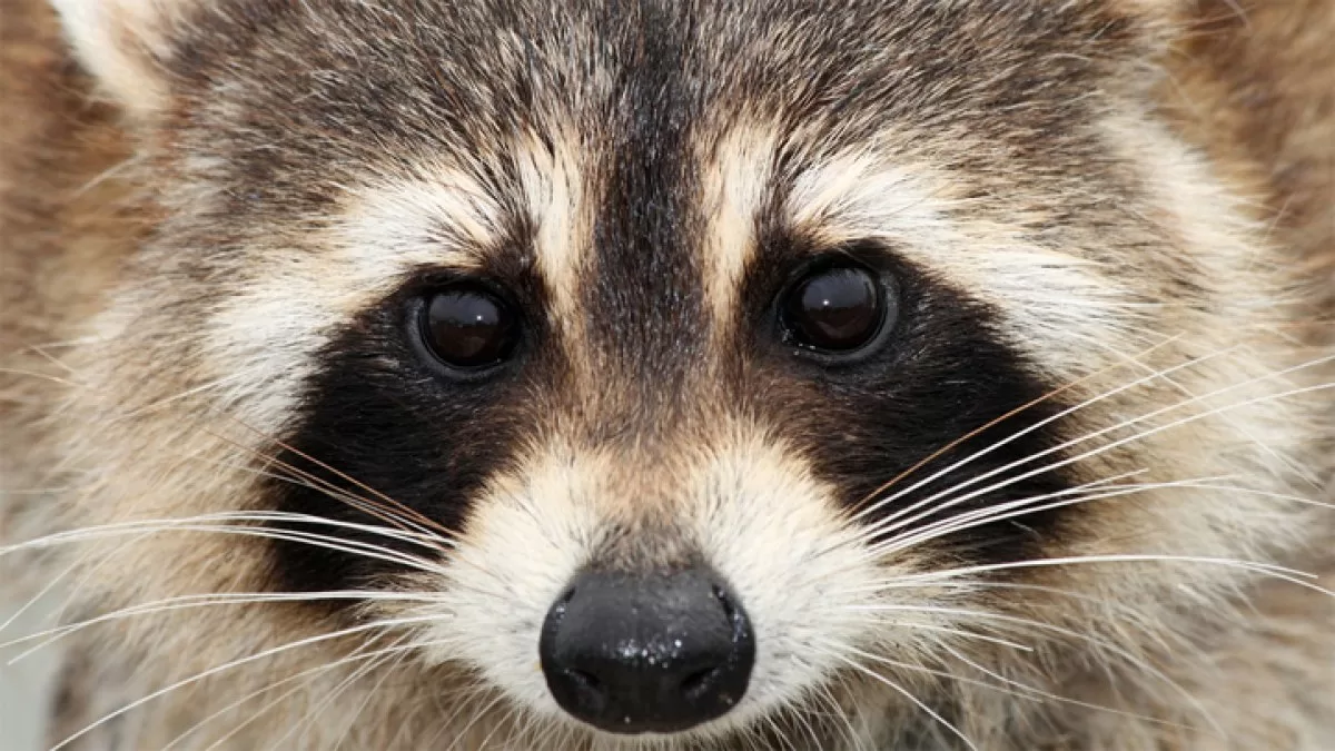 They urge to be alert to pets after confirming five cases of rabies in Boston raccoons
