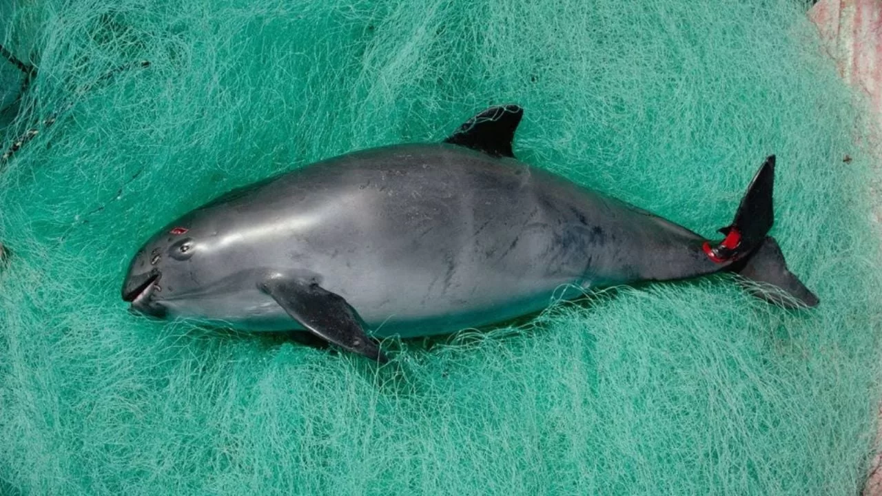  Vaquita porpoise on the brink of extinction;  WWF calls for action
