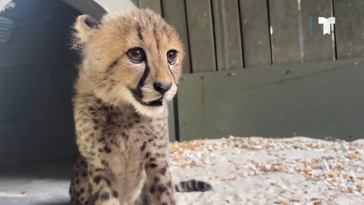 Zoo Miami welcomes 'Winston,' a baby cheetah
