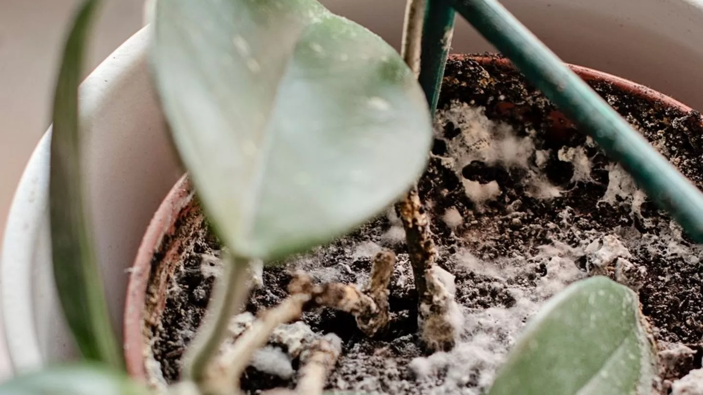 Read more about the article Potting soil: This helps with white fluff