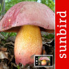 PilzSnap - collect mushrooms!