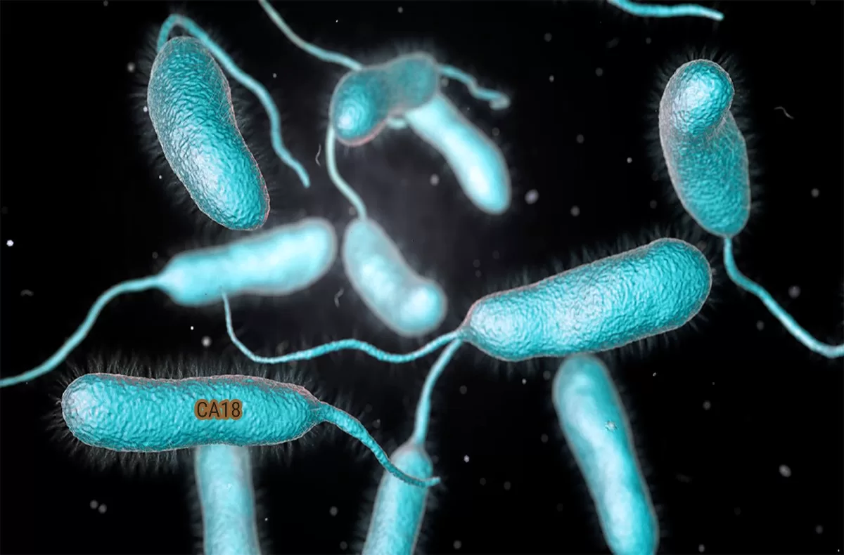 CDC Warns After 5 Killed By 'Flesh-Eating' Bacteria Vibrio Vulnificus