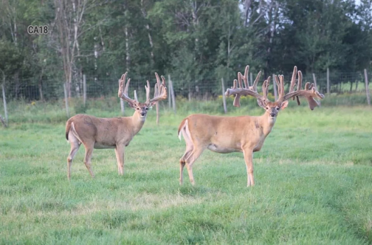 Deer Farm Infected With Chronic Wasting Disease in Wisconsin