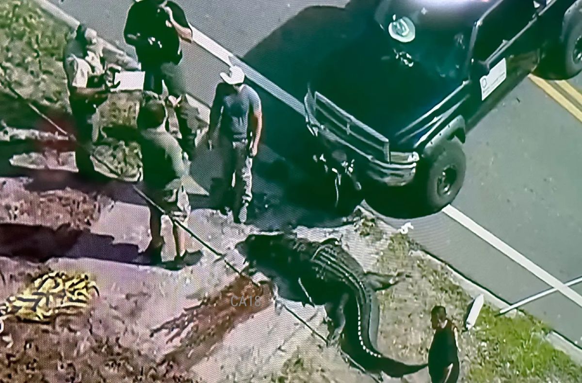 Giant Alligator Caught With Lifeless Human Body in Florida