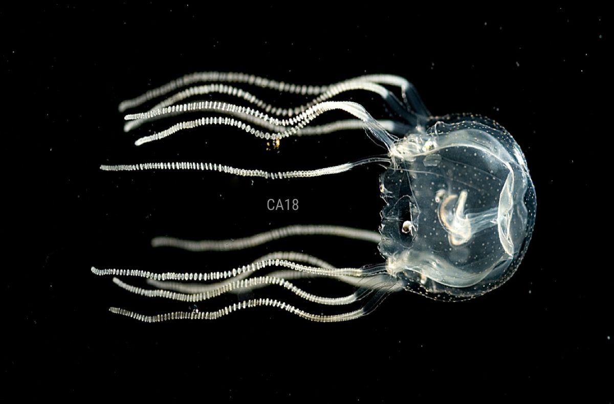 Jellyfish's Brain Learning, Study Says
