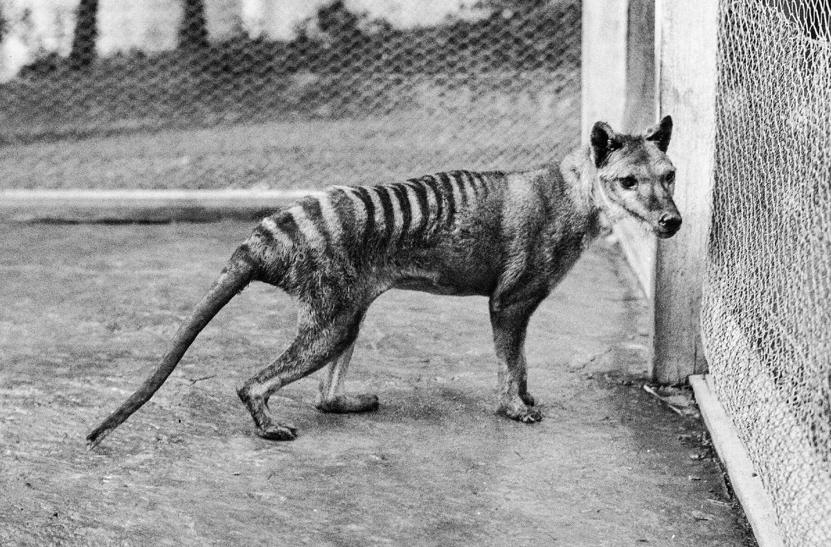 Scientists Recovery of RNA From Tasmanian Tiger