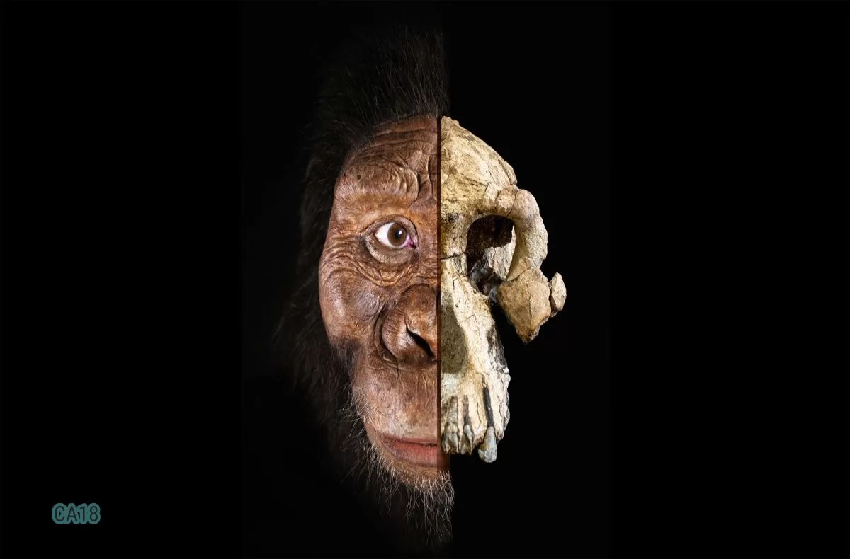Study Reveals Early Human Population Gap in Fossil History