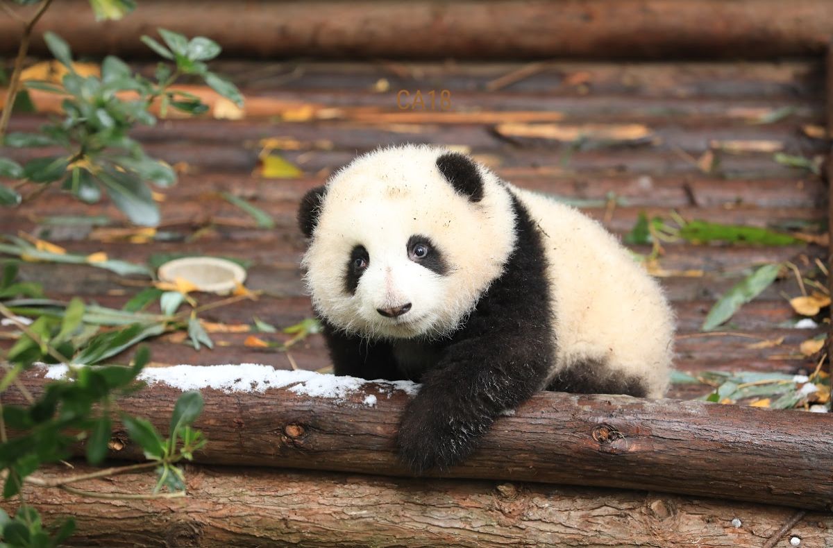 Washington's National Zoo Bids Farewell to Giant Pandas