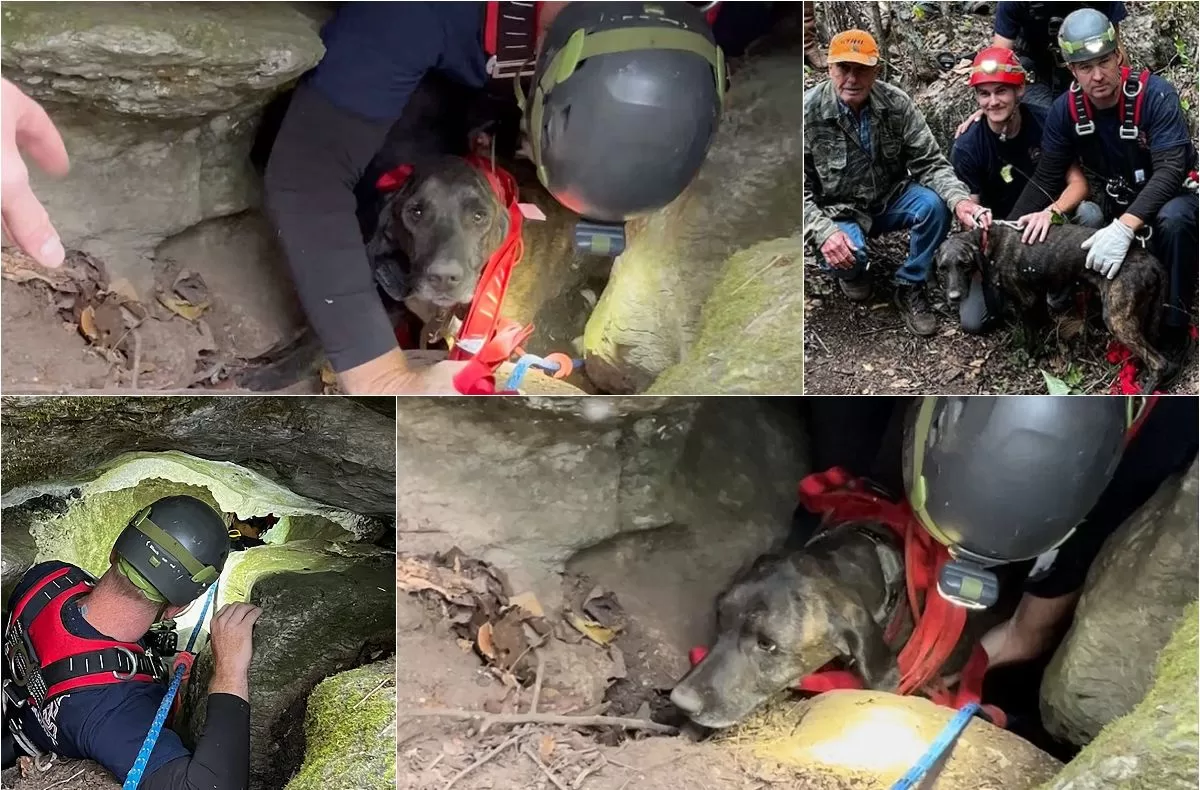 Firefighters Rescue Dog Trapped in a Tennessee Cave