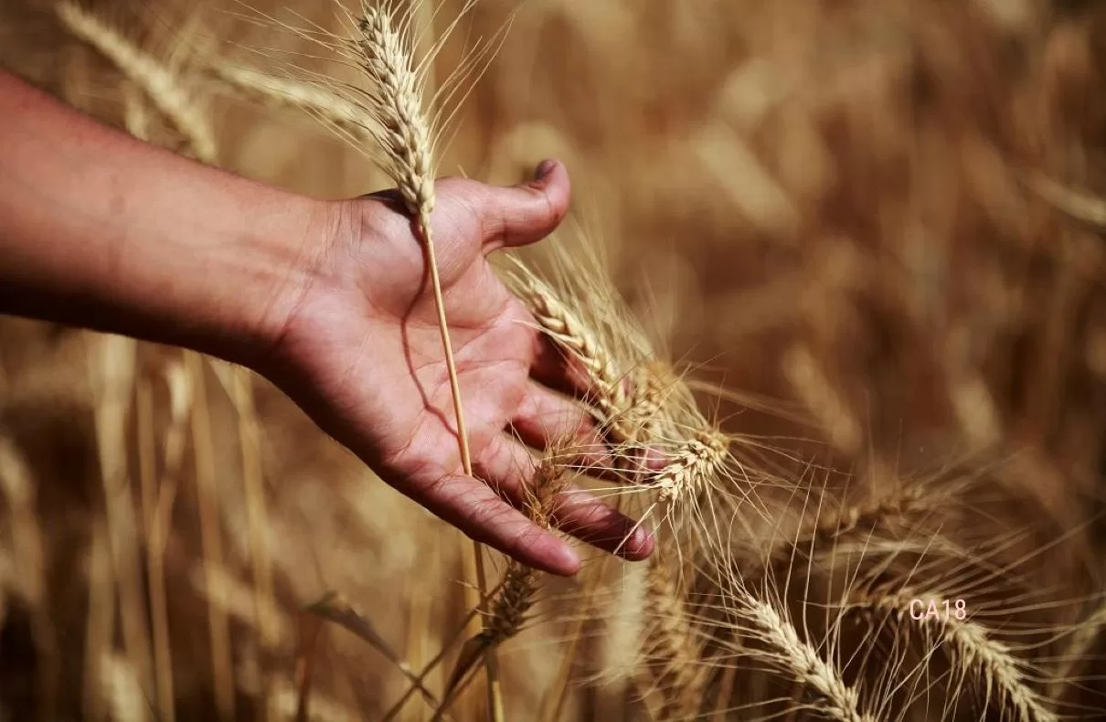 Government Approves MSP Hike For Wheat, Rabi Crops