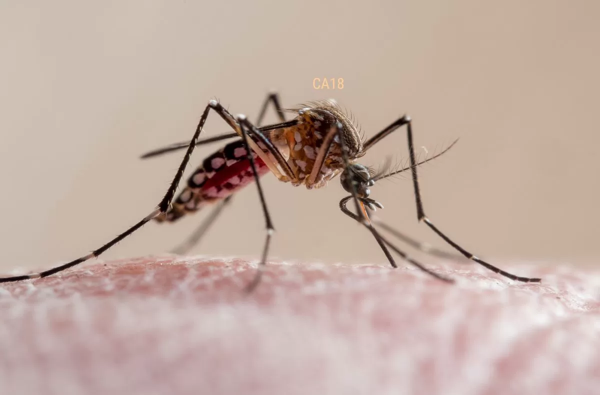 Malaria Cases Confirmed in Hawaii
