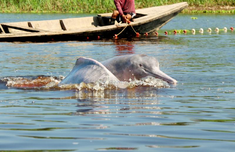 You are currently viewing More than 100 dolphins were found dead in an Amazonian lake in Brazil