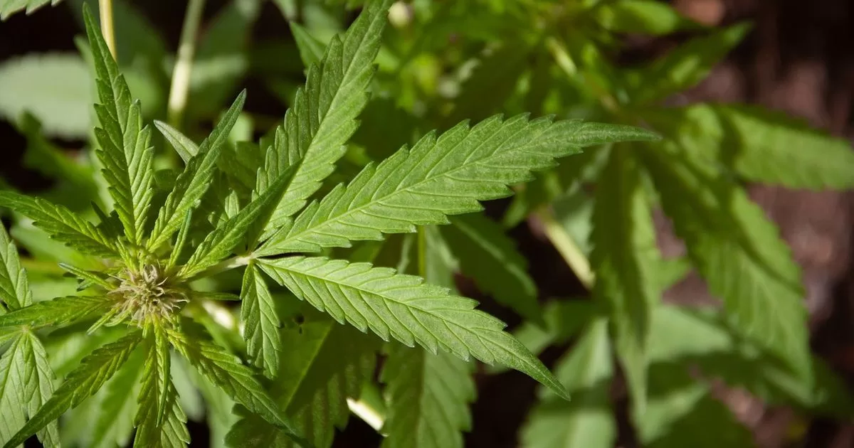 Florida evaluates issuance of new medical marijuana licenses
