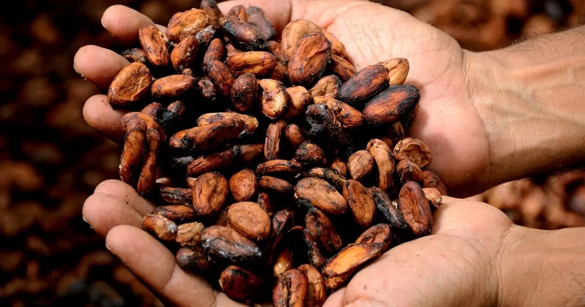 In 2023, the price of cocoa rises to the highest level in 46 years
