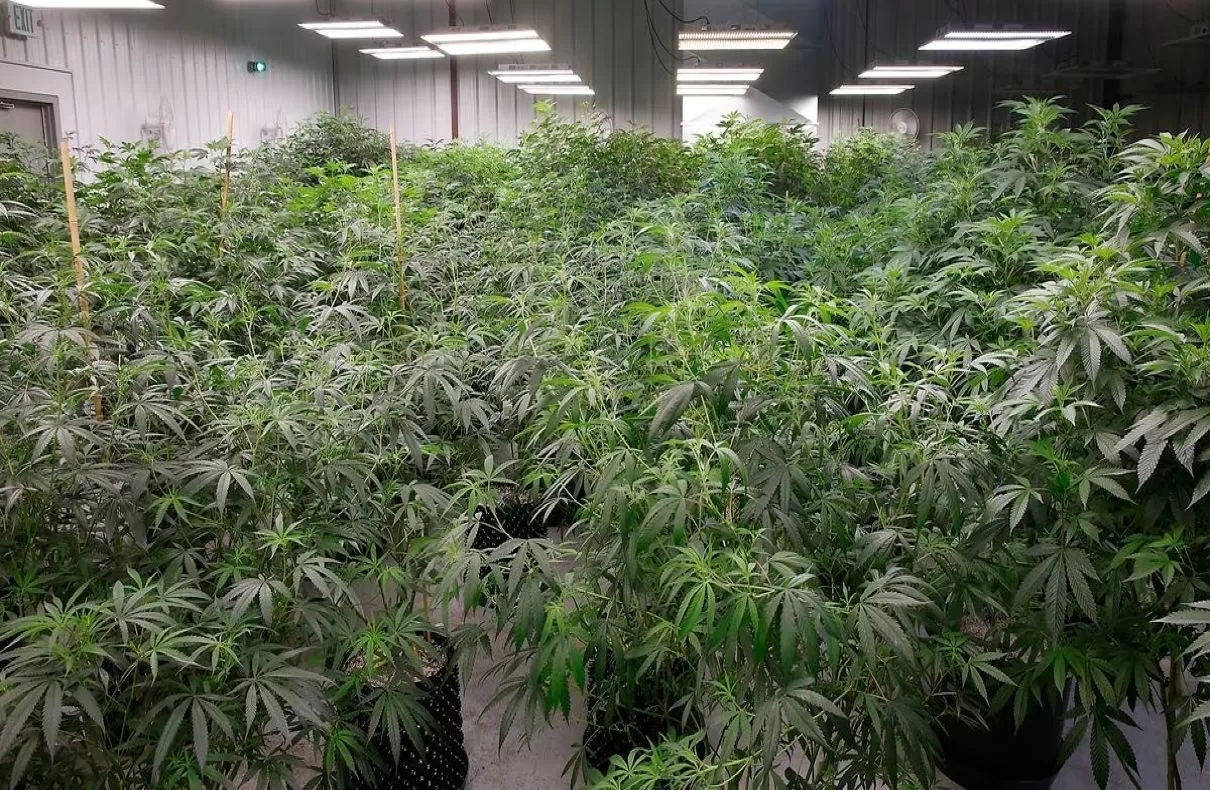 Ohio Senate Approves Changes to Recreational Marijuana Law