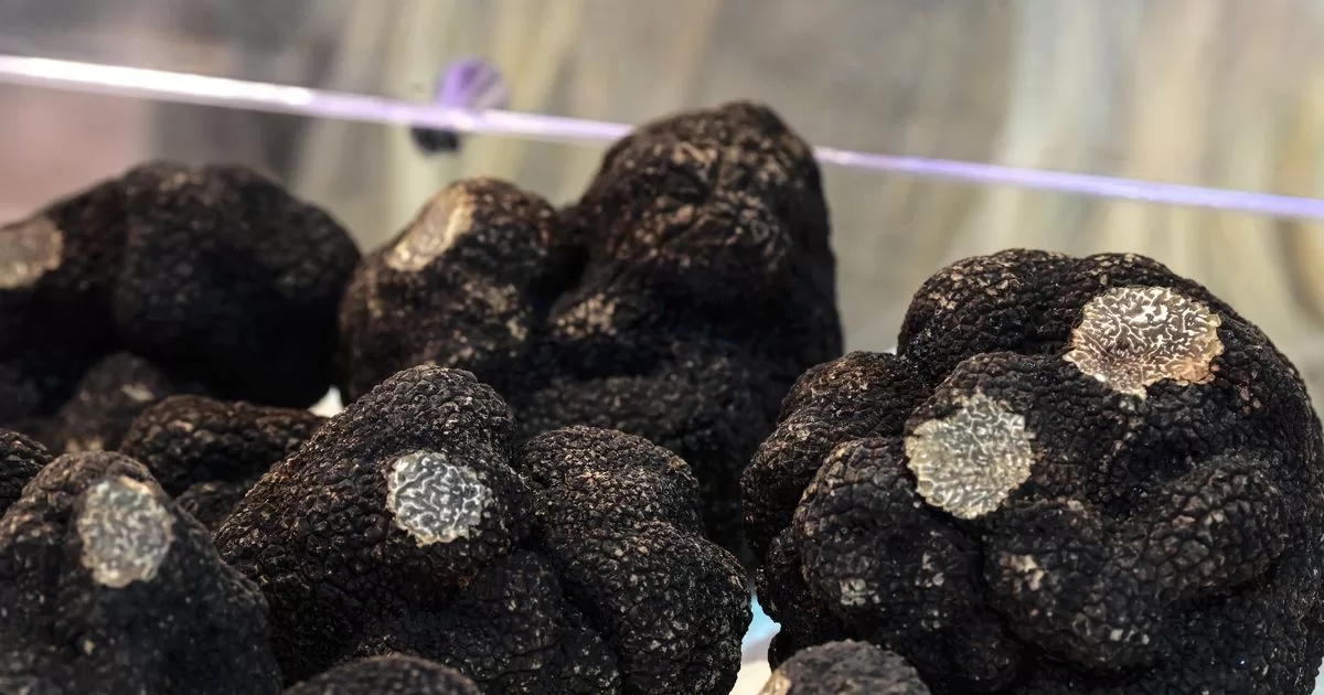 Spain becomes the first producer of black truffle
