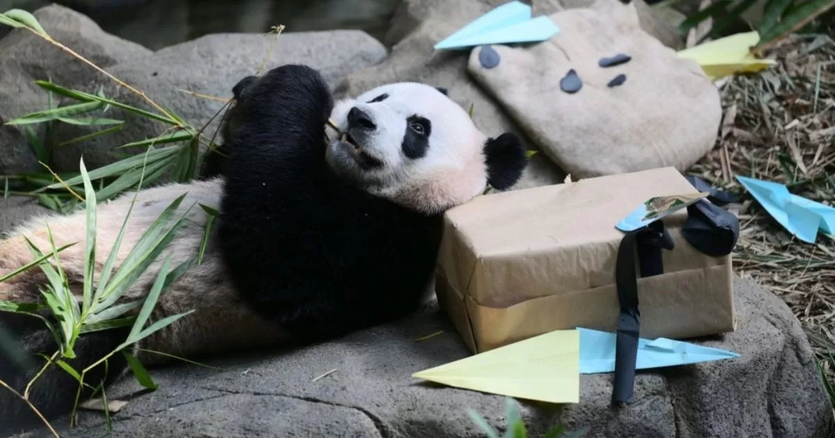 The first pandas born in Germany arrive in China

