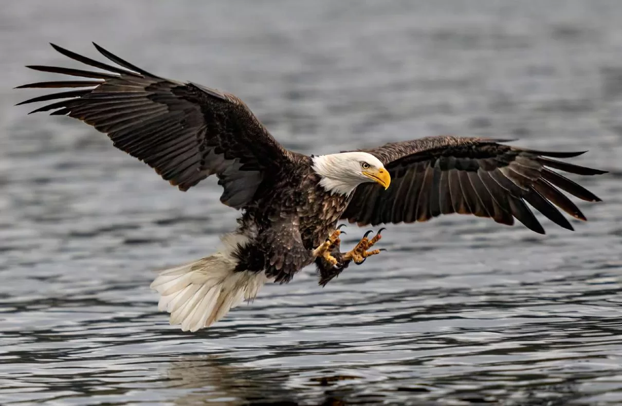 Two Men Indicted For Illegal 3,600 Eagle Trafficking in U.S.