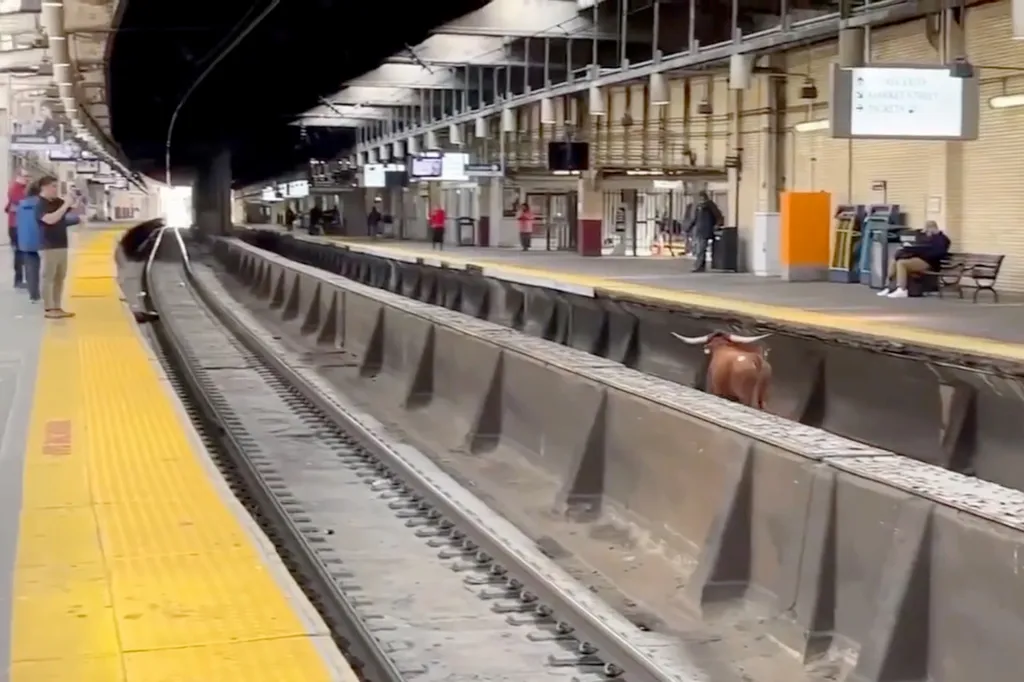The Texas Longhorn that caused disruptions to the New Jersey train service will live out his days in an animal sanctuary
