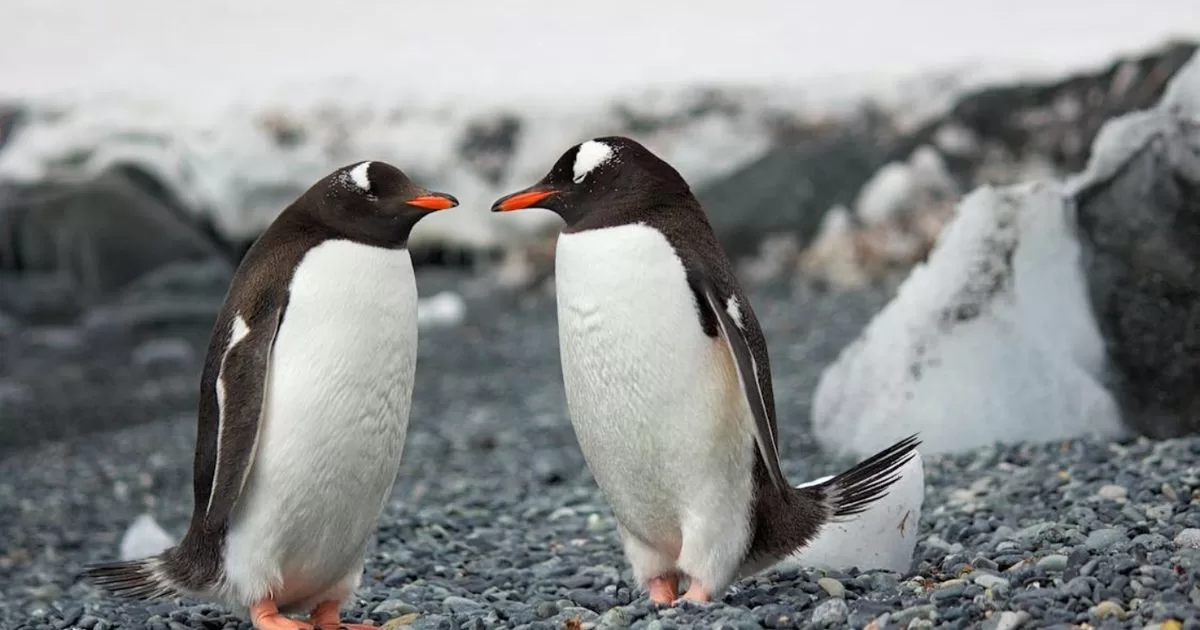 10 penguin species are at risk from factors such as climate change
