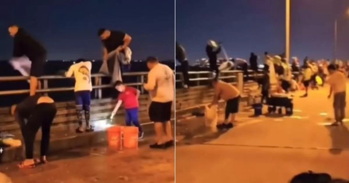 Dozens of people catch shrimp on Key Biscayne bridge
