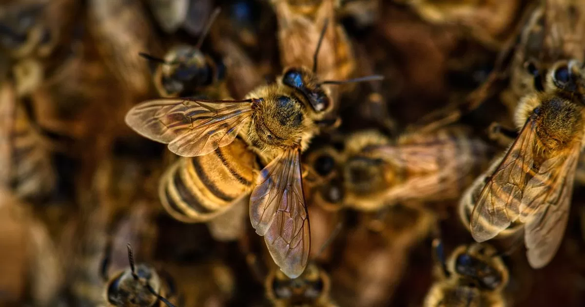 Researchers patent formula to protect bees
