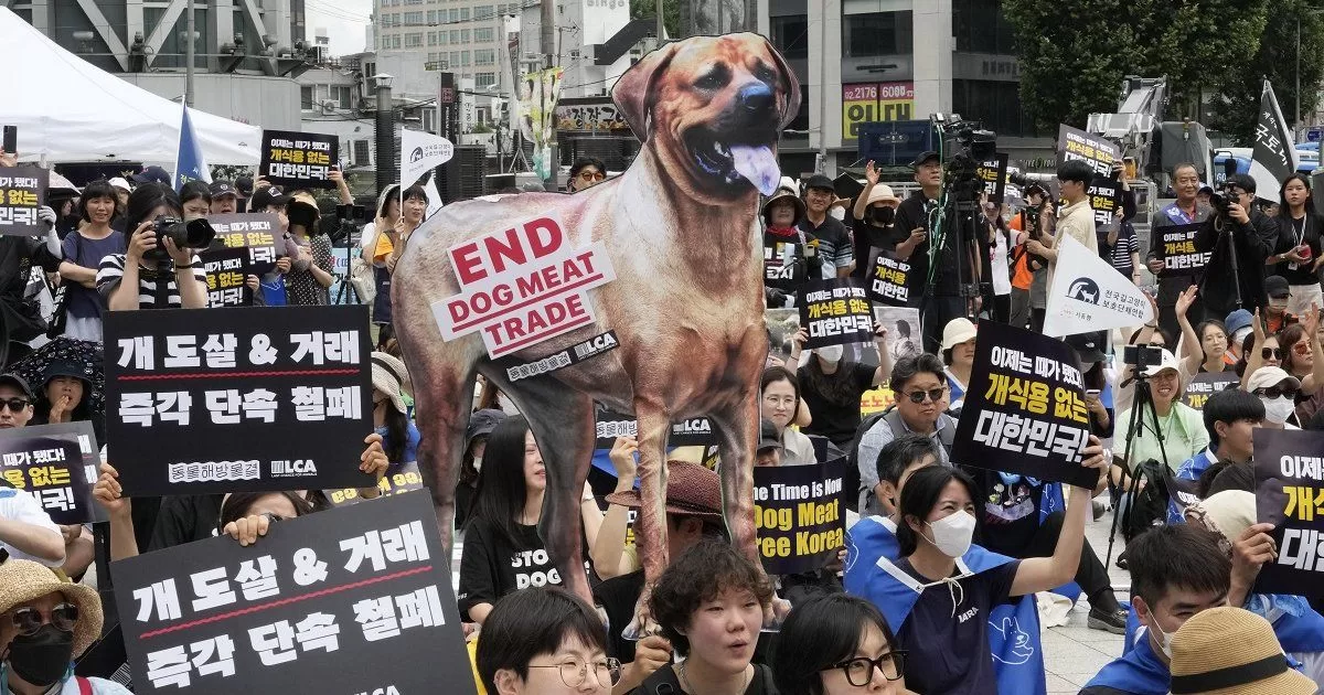 South Korea passes historic law to ban the production and sale of dog meat

