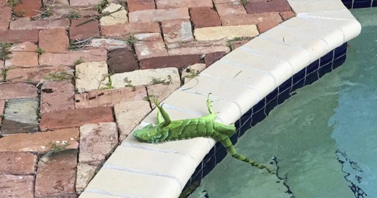 Strong cold could cause iguanas to freeze in South Florida

