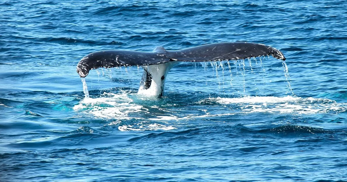  The good news |  They carry out the first conversation between humans and whales
