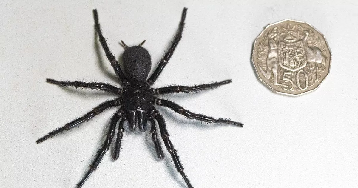 They find one of the largest and most venomous spiders in the world
