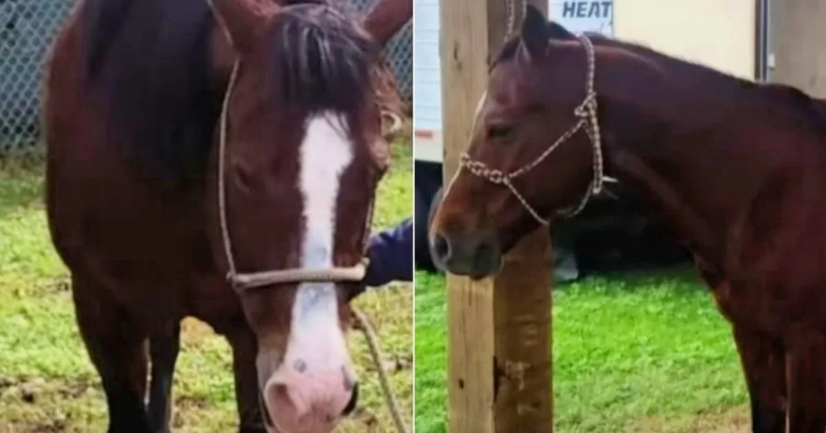 They offer a $10,000 reward for the capture of horse slaughterers in Miami
