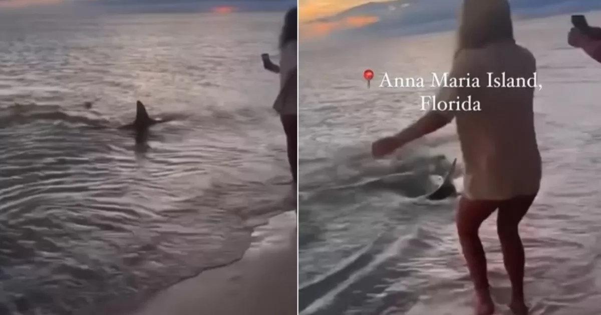 Three hammerhead sharks wash ashore on Florida beach

