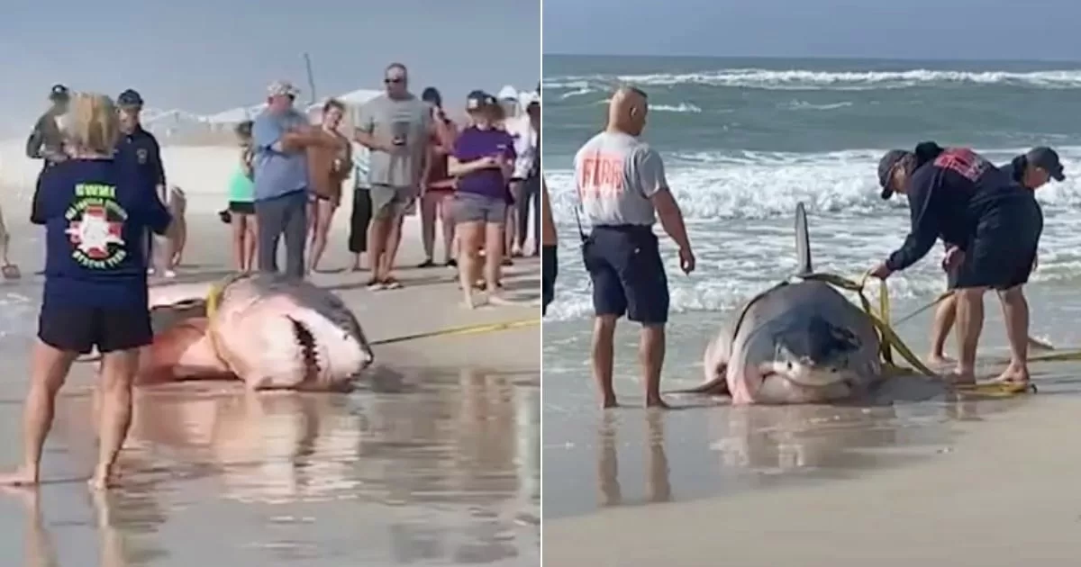 1,500-pound great white shark found stranded on Florida beach
