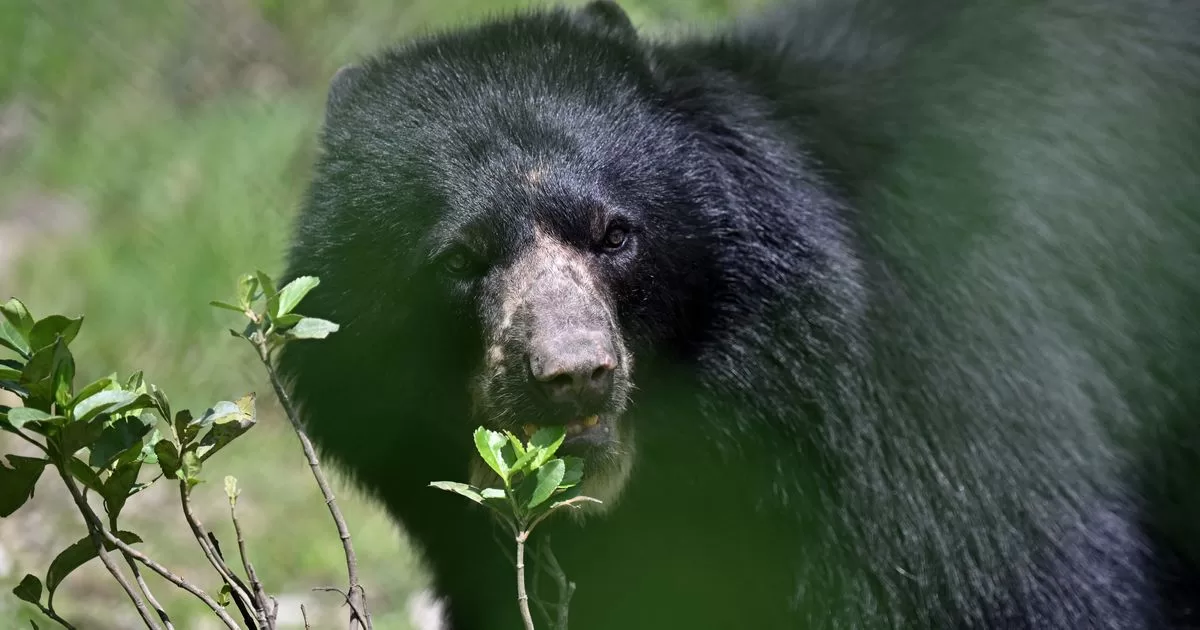 A bear that was in a zoo seeks to gain freedom in Colombia
