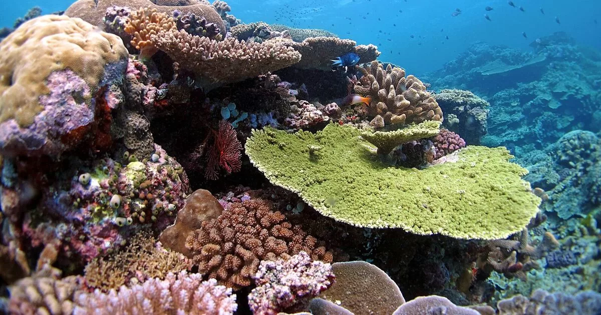 Corals grown in the Florida Keys die due to record sea temperatures
