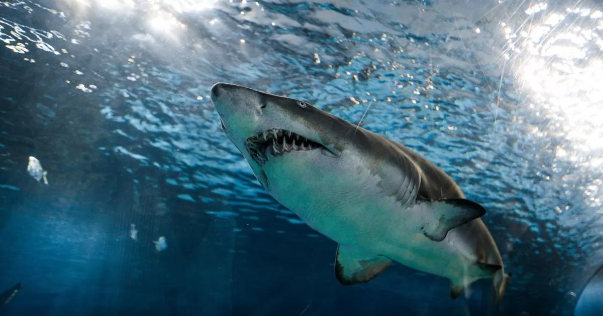 Florida ranks first for shark attacks in the world
