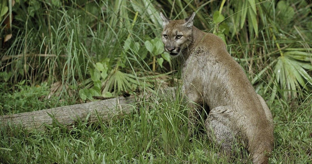 Florida, the best state to observe wildlife in the US
