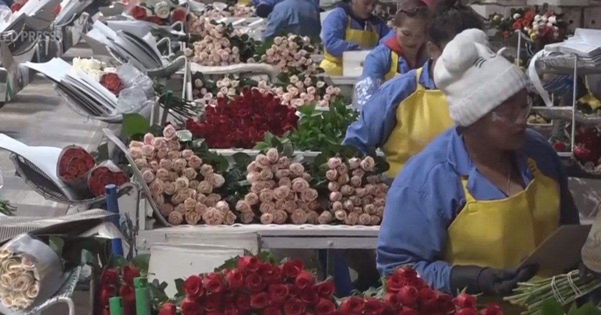 Flower market in Colombia does not want to wither, bets on Valentine's Day in the US
