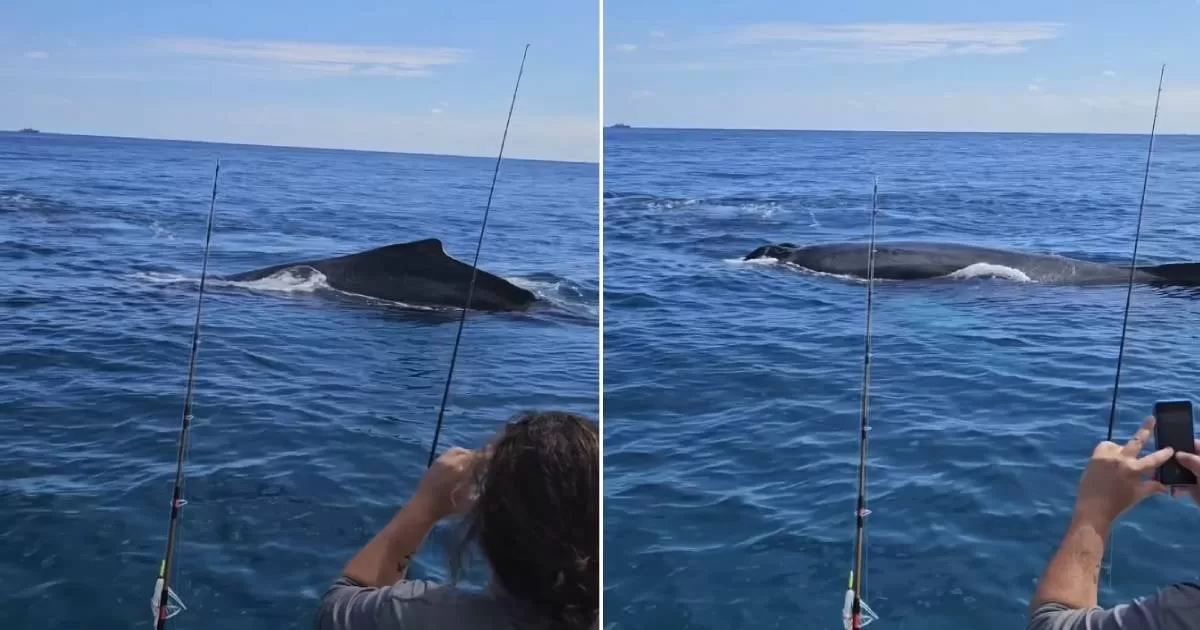 Humpback whales spotted off Florida coast
