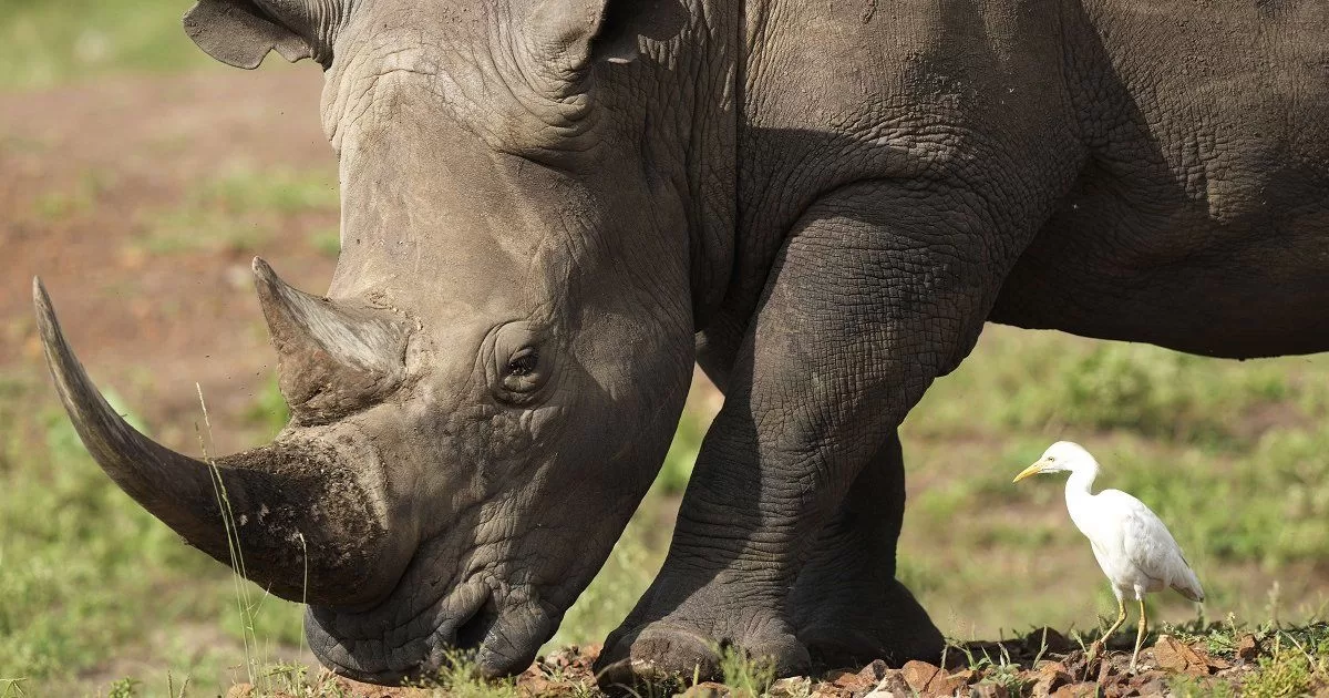 Rhinos return to Kenyan plains after several decades
