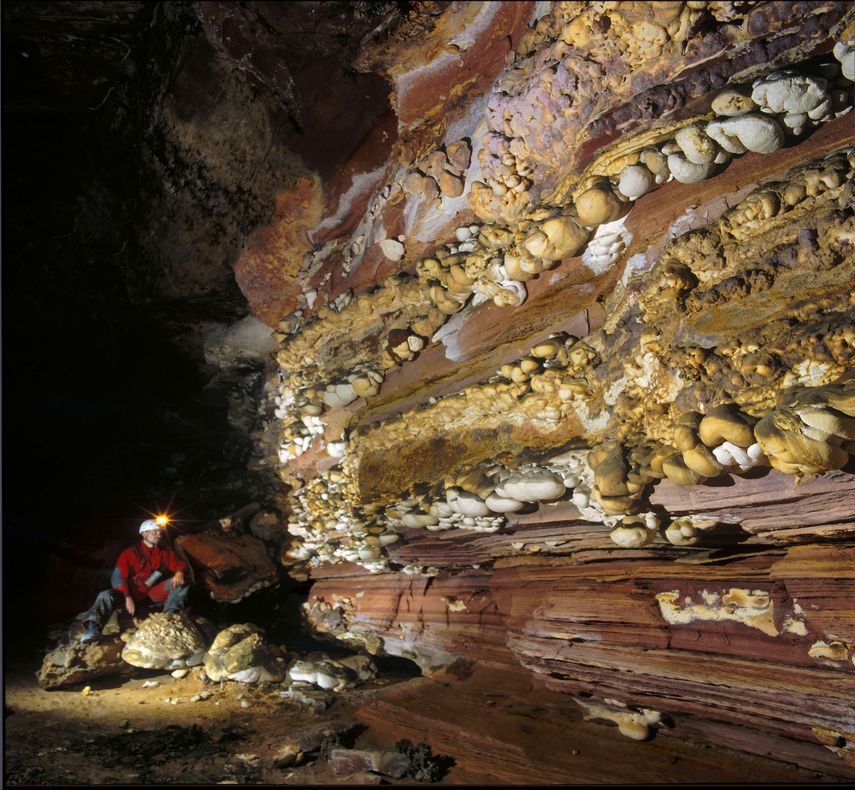 The Biospeleothems, a strange organism, half mineral and half plant, found by Brewer in a quartzite rock cavern, at 2,100 meters above sea level. 