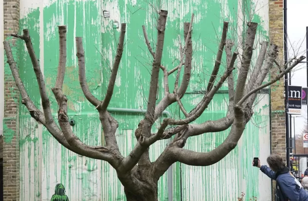 Banksy draws inspiration from the foliage of a pruned tree in his new mural
