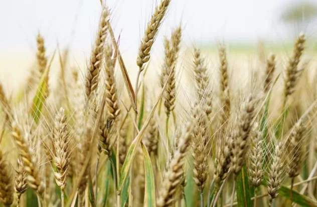 Cereal grains, a rich source of nutrients
