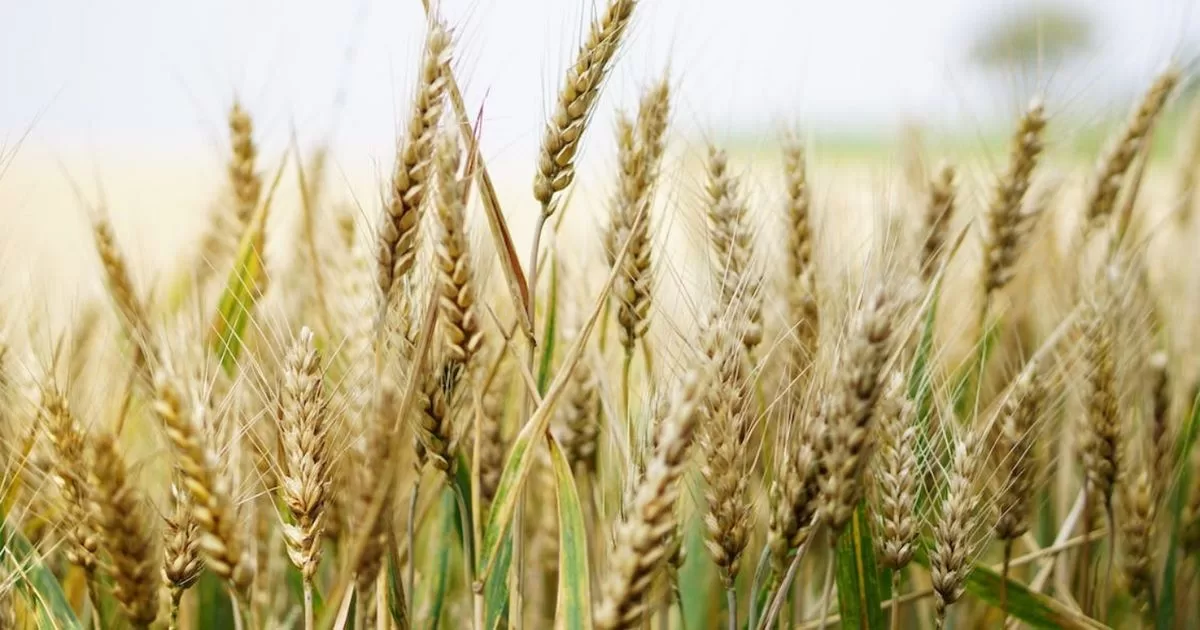 Cereal grains, a rich source of nutrients
