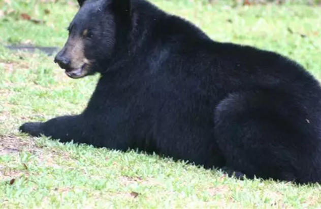Florida could authorize use of deadly force against bears in self-defense
