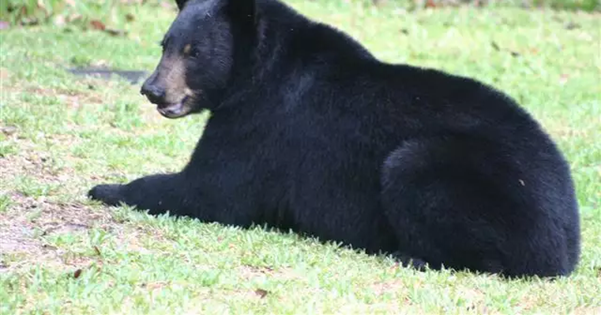 Florida could authorize use of deadly force against bears in self-defense
