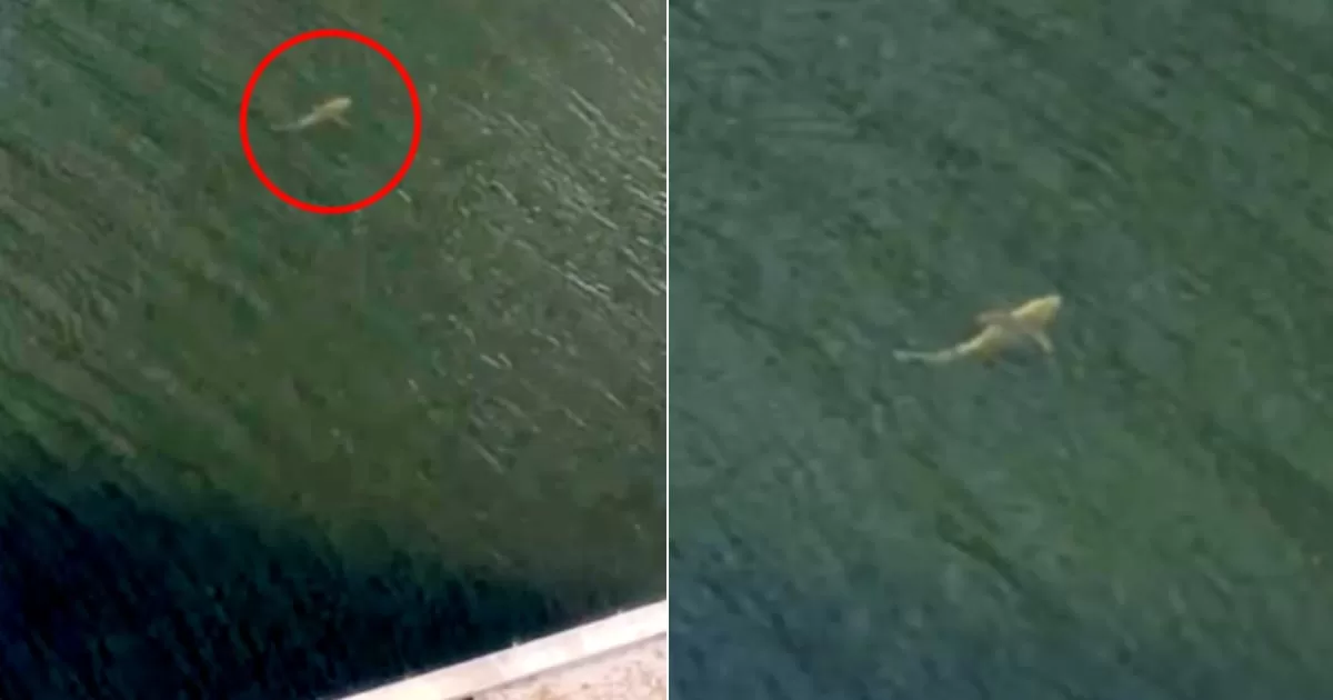 Huge shark spotted in Miami River
