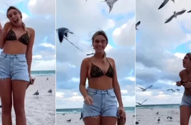 Seagulls put swimmer in trouble in Florida
