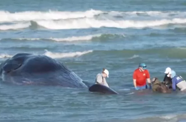 Stranded whale dies off Florida Gulf coast
